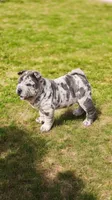 Dazzle blue merle mini , a female Chinese Shar-Pei and Miniature Shar-Pei for sale in Pine Bush, NY – Photo 7 of 10