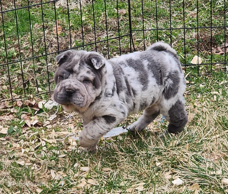 Dazzle blue merle mini  – Chinese Shar-Pei, Miniature Shar-Pei puppy for sale in Pine Bush, NY