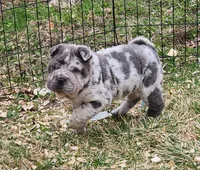 Dazzle blue merle mini , a female Chinese Shar-Pei and Miniature Shar-Pei for sale in Pine Bush, NY – Photo 6 of 10
