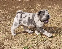 Dazzle blue merle mini , a female Chinese Shar-Pei and Miniature Shar-Pei for sale in Pine Bush, NY – Photo 2 of 10
