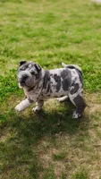 Dazzle blue merle mini , a female Chinese Shar-Pei and Miniature Shar-Pei for sale in Pine Bush, NY – Photo 3 of 10