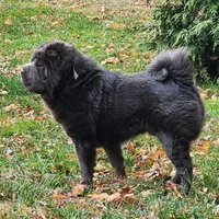 Dazzle blue merle mini , a male Chinese Shar-Pei and Miniature Shar-Pei for sale in Pine Bush, NY – Photo 4 of 10