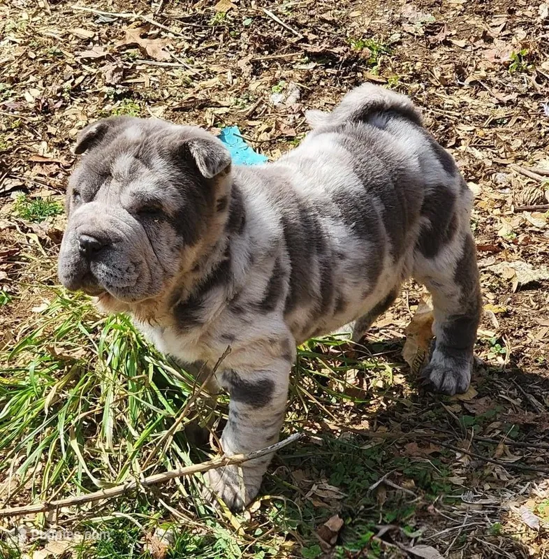 Dazzle blue merle mini  – Chinese Shar-Pei, Miniature Shar-Pei puppy for sale in Pine Bush, NY