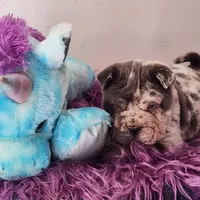 Dazzle blue merle mini , a male Chinese Shar-Pei and Miniature Shar-Pei for sale in Pine Bush, NY – Photo 10 of 10