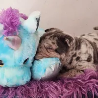 Dazzle blue merle mini , a male Chinese Shar-Pei and Miniature Shar-Pei for sale in Pine Bush, NY – Photo 6 of 10