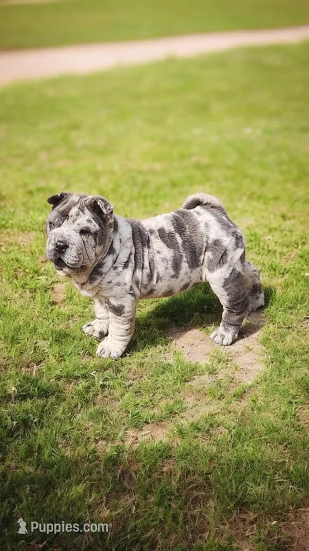 Dazzle blue merle mini  – Chinese Shar-Pei, Miniature Shar-Pei puppy for sale in Pine Bush, NY