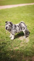 Dazzle blue merle mini , a female Chinese Shar-Pei and Miniature Shar-Pei for sale in Pine Bush, NY – Photo 1 of 10