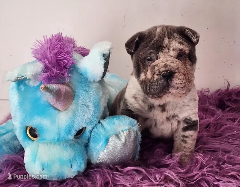 Dazzle blue merle mini 