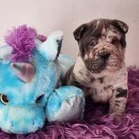 Dazzle blue merle mini , a male Chinese Shar-Pei and Miniature Shar-Pei for sale in Pine Bush, NY – Photo 1 of 10