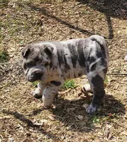 Dazzle blue merle mini , a female Chinese Shar-Pei and Miniature Shar-Pei for sale in Pine Bush, NY – Photo 5 of 10
