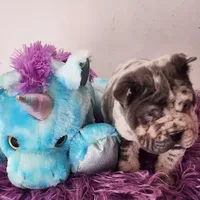 Dazzle blue merle mini , a male Chinese Shar-Pei and Miniature Shar-Pei for sale in Pine Bush, NY – Photo 5 of 10