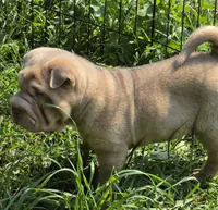 Larry, a male Chinese Shar-Pei and Miniature Shar-Pei for sale in Pine Bush, NY – 10 of 10