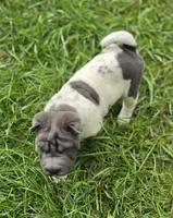 Tina Blue flower mini brush, a female Chinese Shar-Pei and Miniature Shar-Pei for sale in Pine Bush, NY – 9 of 10