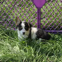 Oreo girl , a female Pembroke Welsh Corgi for sale in Pine Bush, NY – 2 of 10