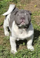 Blue boy , a female Chinese Shar-Pei and Miniature Shar-Pei for sale in Pine Bush, NY – 4 of 6