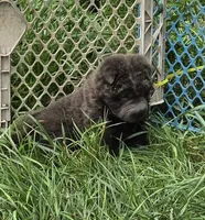 Troy blue bear coat mini , a male Chinese Shar-Pei and Miniature Shar-Pei for sale in Pine Bush, NY – 7 of 10