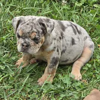 Tinsel lilac and tan merle , a female English Bulldog for sale in Pine Bush, NY – 3 of 10