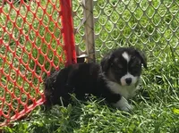 Puffy the fluffy, a male Pembroke Welsh Corgi for sale in Pine Bush, NY – 2 of 6