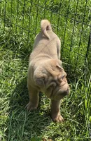 Larry, a male Chinese Shar-Pei and Miniature Shar-Pei for sale in Pine Bush, NY – 7 of 10