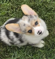 Stunning Stanley , a male Pembroke Welsh Corgi for sale in Pine Bush, NY – 8 of 9