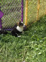 Raina , a female Pembroke Welsh Corgi for sale in Pine Bush, NY – 9 of 10