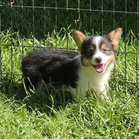 Muffin , a female Pembroke Welsh Corgi for sale in Pine Bush, NY – 2 of 10