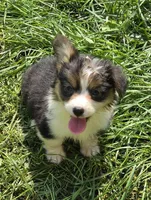 Duffy the fluffy , a male Pembroke Welsh Corgi for sale in Pine Bush, NY – 3 of 10