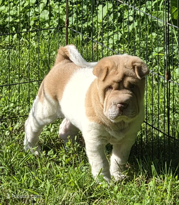 Leo Lilac flower brush mini – Chinese Shar-Pei, Miniature Shar-Pei puppy for sale in Pine Bush, NY