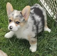 Stunning Stanley , a male Pembroke Welsh Corgi for sale in Pine Bush, NY – 6 of 9