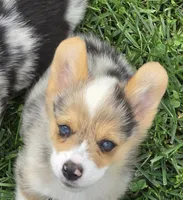 Gorgeous George , a male Pembroke Welsh Corgi for sale in Pine Bush, NY – 6 of 9