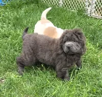Big head Blue Bear mini , a female Chinese Shar-Pei and Miniature Shar-Pei for sale in Pine Bush, NY – Photo 9 of 10
