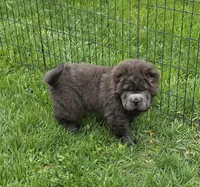 Blue Bear mini , a female Chinese Shar-Pei and Miniature Shar-Pei for sale in Pine Bush, NY – Photo 3 of 10