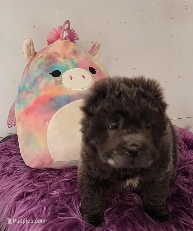 Blue Bear mini  – Chinese Shar-Pei, Miniature Shar-Pei puppy for sale in Pine Bush, NY
