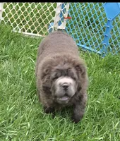 Big head Blue Bear mini , a female Chinese Shar-Pei and Miniature Shar-Pei for sale in Pine Bush, NY – Photo 4 of 10