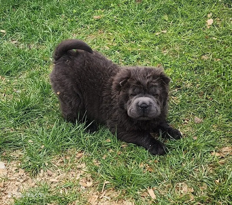 Blue Bear mini  – Chinese Shar-Pei, Miniature Shar-Pei puppy for sale in Pine Bush, NY