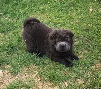 Blue Bear mini , a female Chinese Shar-Pei and Miniature Shar-Pei for sale in Pine Bush, NY – Photo 7 of 10
