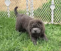 Big head Blue Bear mini , a female Chinese Shar-Pei and Miniature Shar-Pei for sale in Pine Bush, NY – Photo 8 of 10