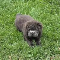 Blue Bear mini , a female Chinese Shar-Pei and Miniature Shar-Pei for sale in Pine Bush, NY – Photo 2 of 10
