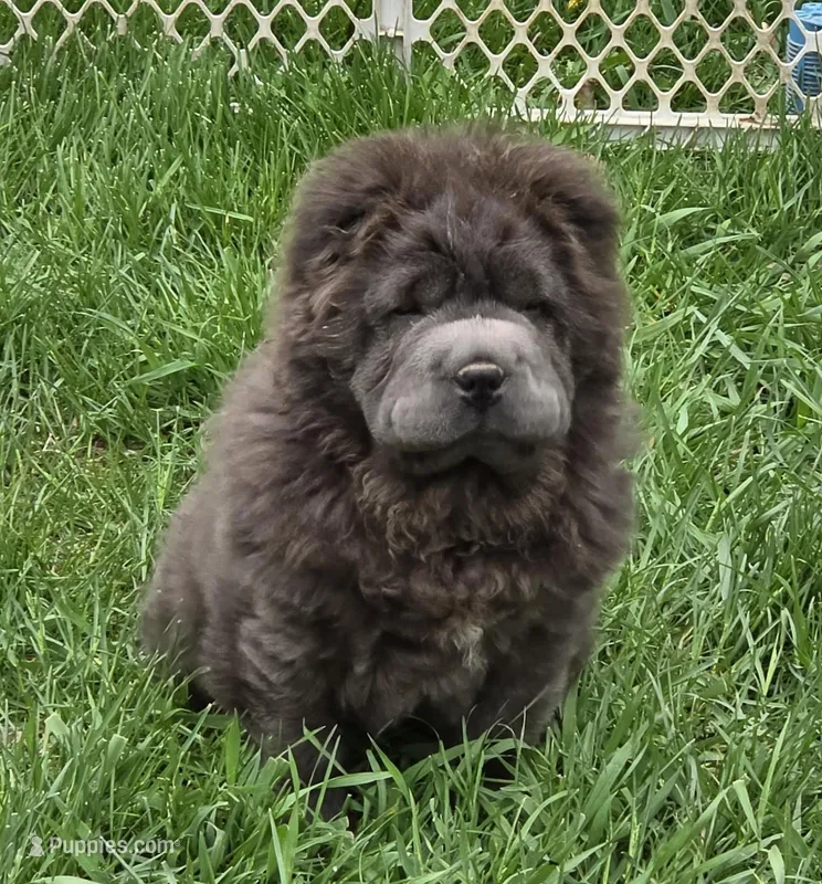Big head Blue Bear mini  – Chinese Shar-Pei, Miniature Shar-Pei puppy for sale in Pine Bush, NY