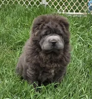 Big head Blue Bear mini , a female Chinese Shar-Pei and Miniature Shar-Pei for sale in Pine Bush, NY – Photo 1 of 10