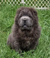 Big head Blue Bear mini , a female Chinese Shar-Pei and Miniature Shar-Pei for sale in Pine Bush, NY – Photo 2 of 10