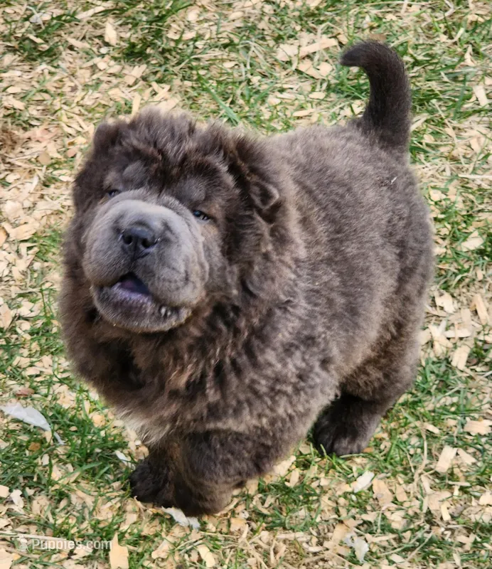 Blue Bear mini  – Chinese Shar-Pei, Miniature Shar-Pei puppy for sale in Pine Bush, NY