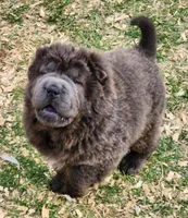 Blue Bear mini , a female Chinese Shar-Pei and Miniature Shar-Pei for sale in Pine Bush, NY – Photo 1 of 10