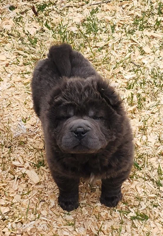 Blue Bear mini  – Chinese Shar-Pei, Miniature Shar-Pei puppy for sale in Pine Bush, NY