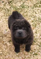 Blue Bear mini , a female Chinese Shar-Pei and Miniature Shar-Pei for sale in Pine Bush, NY – Photo 4 of 10