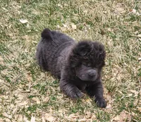 Blue Bear mini , a female Chinese Shar-Pei and Miniature Shar-Pei for sale in Pine Bush, NY – Photo 6 of 10