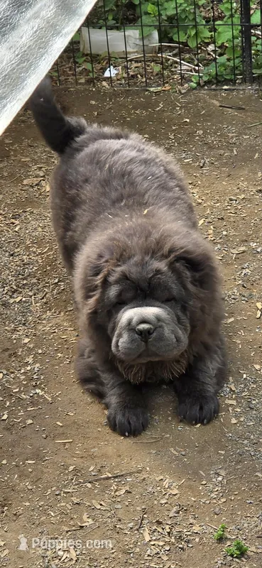 Big head Blue Bear mini  – Chinese Shar-Pei, Miniature Shar-Pei puppy for sale in Pine Bush, NY