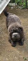 Big head Blue Bear mini , a female Chinese Shar-Pei and Miniature Shar-Pei for sale in Pine Bush, NY – 1 of 10