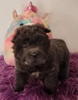 Blue Bear mini , a female Chinese Shar-Pei and Miniature Shar-Pei for sale in Pine Bush, NY – Photo 2 of 10