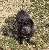 Blue Bear mini , a female Chinese Shar-Pei and Miniature Shar-Pei for sale in Pine Bush, NY – Photo 7 of 10